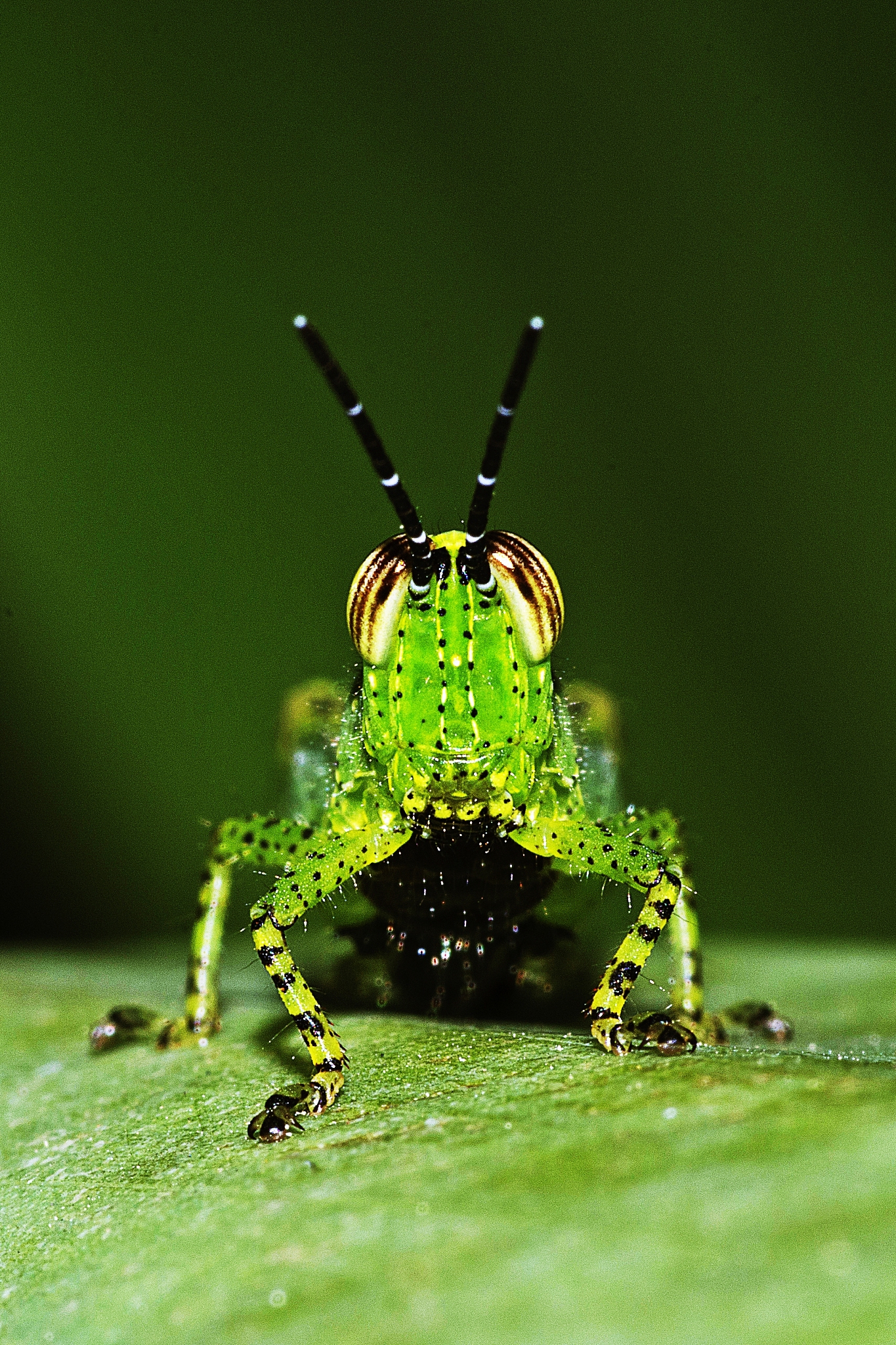 grasshopper looking at camera on green leaf.