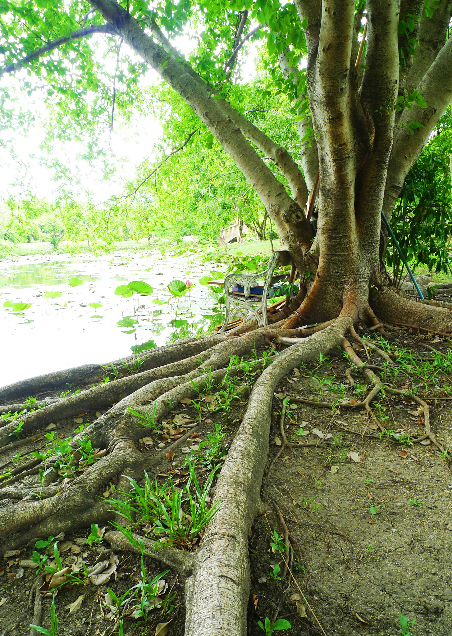 长治职业技术学院园林技术专业课程设置 - 全面培养你的园林技能