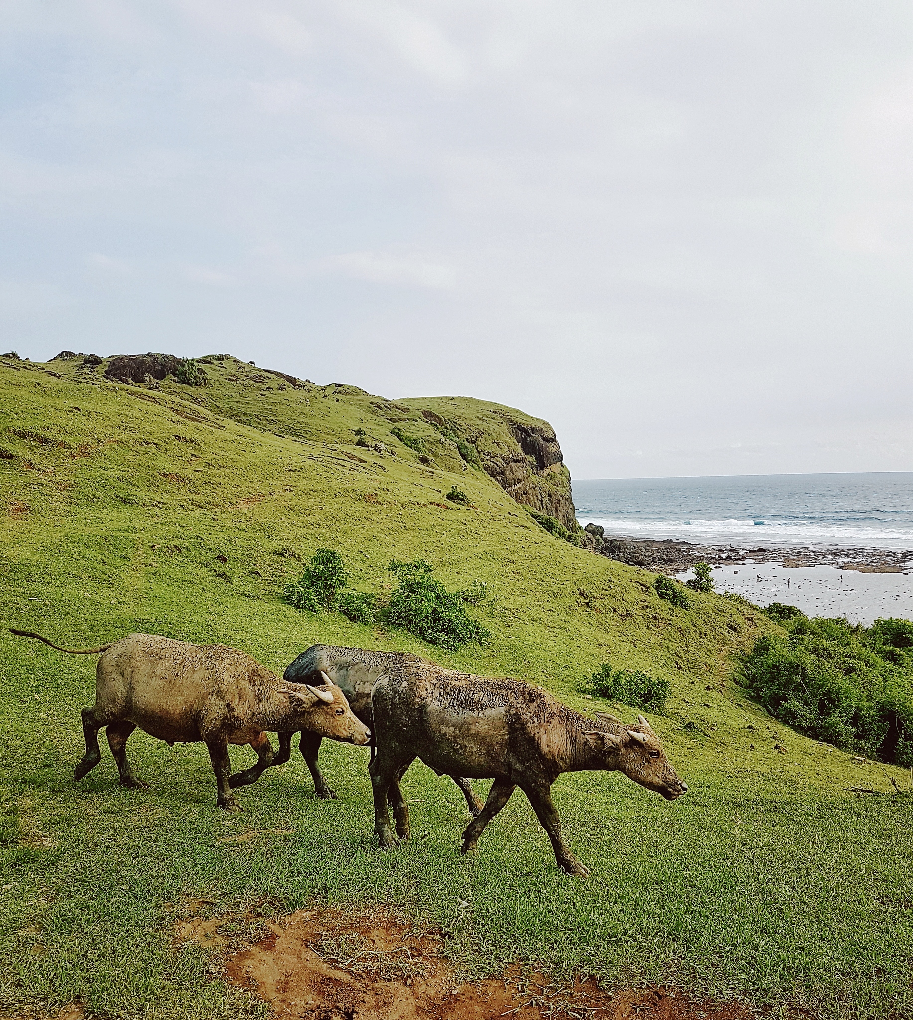 buffaloes herd on the hill