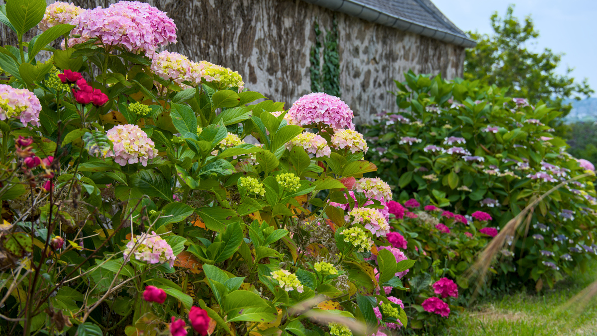 我家露台花园开满了绚丽的绣球花六一儿童节请你来我家欣赏美景