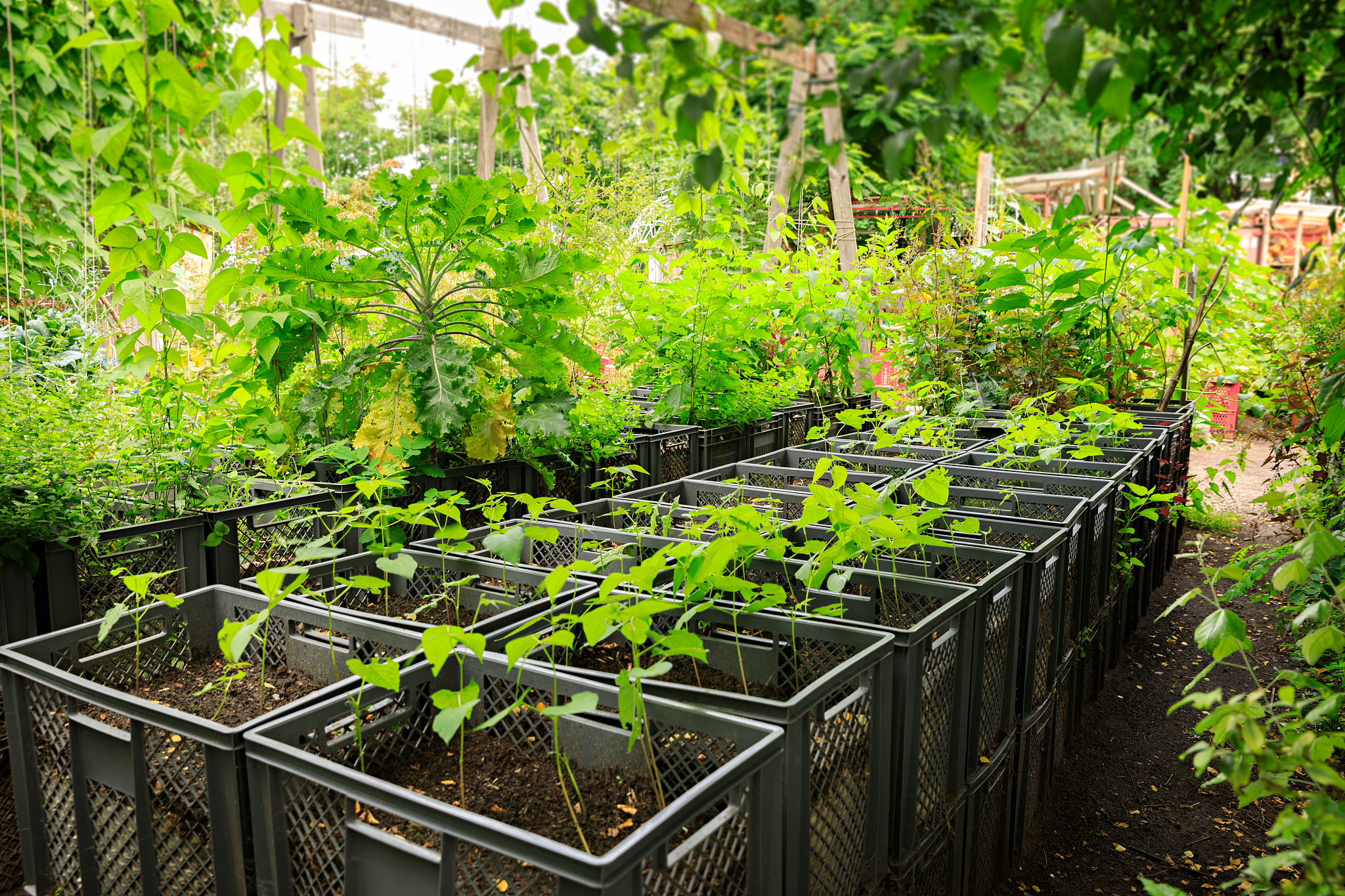 小区植物工厂可行性分析：城市农业新机遇