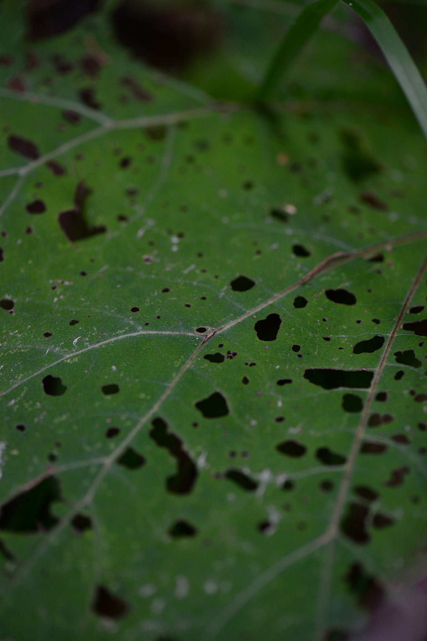 leaves with holes
