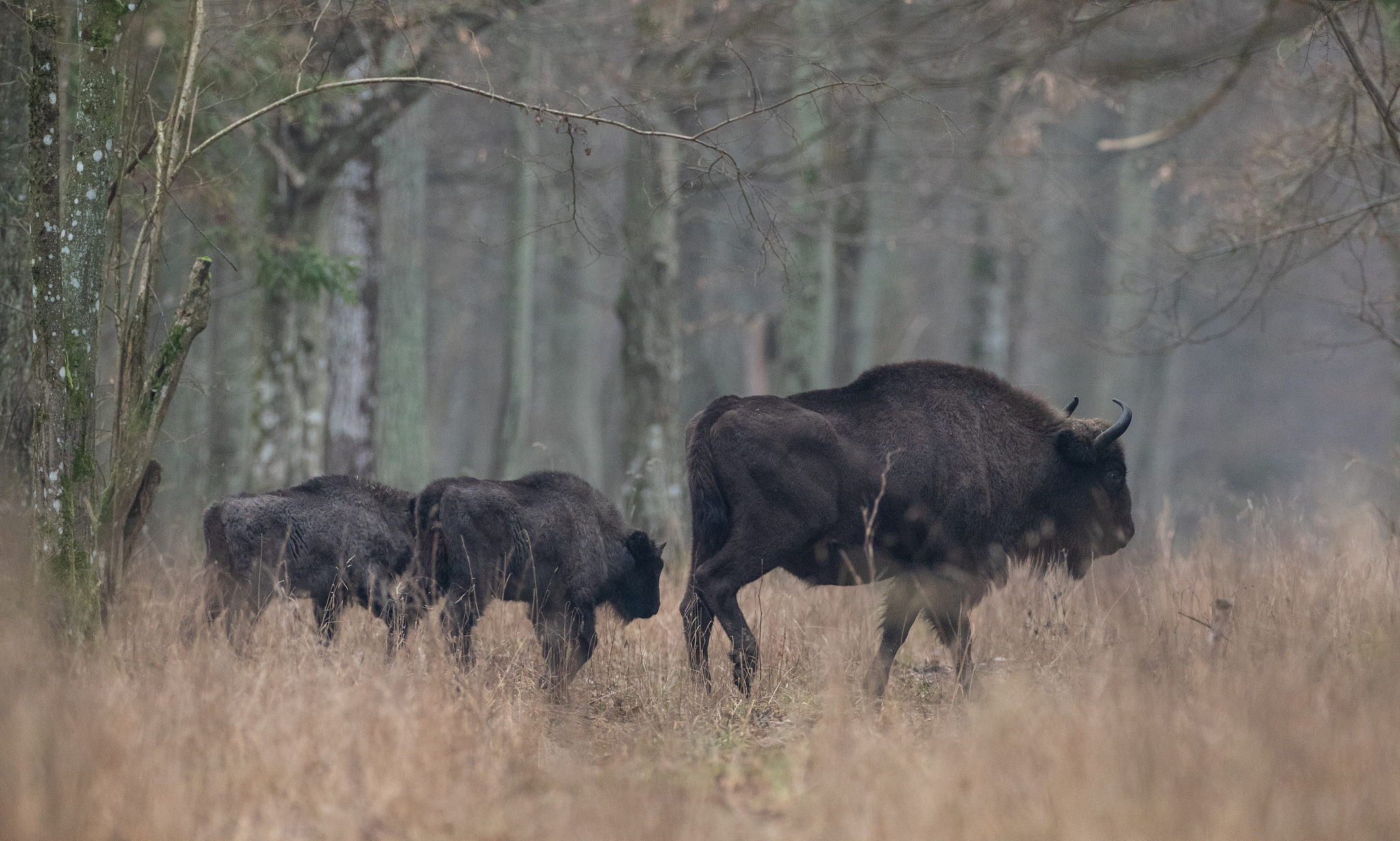 european bison(bison bonasus) herd