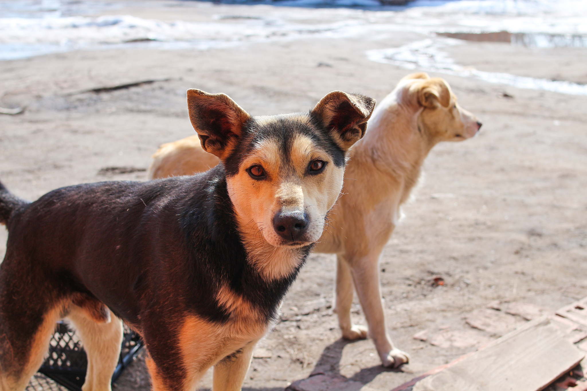 🔥养土狗超有面子！原因竟然是…