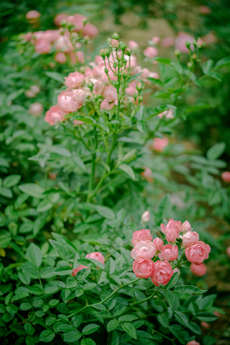 蔷薇花开，春意盎然 - 感悟生命的力量与美好