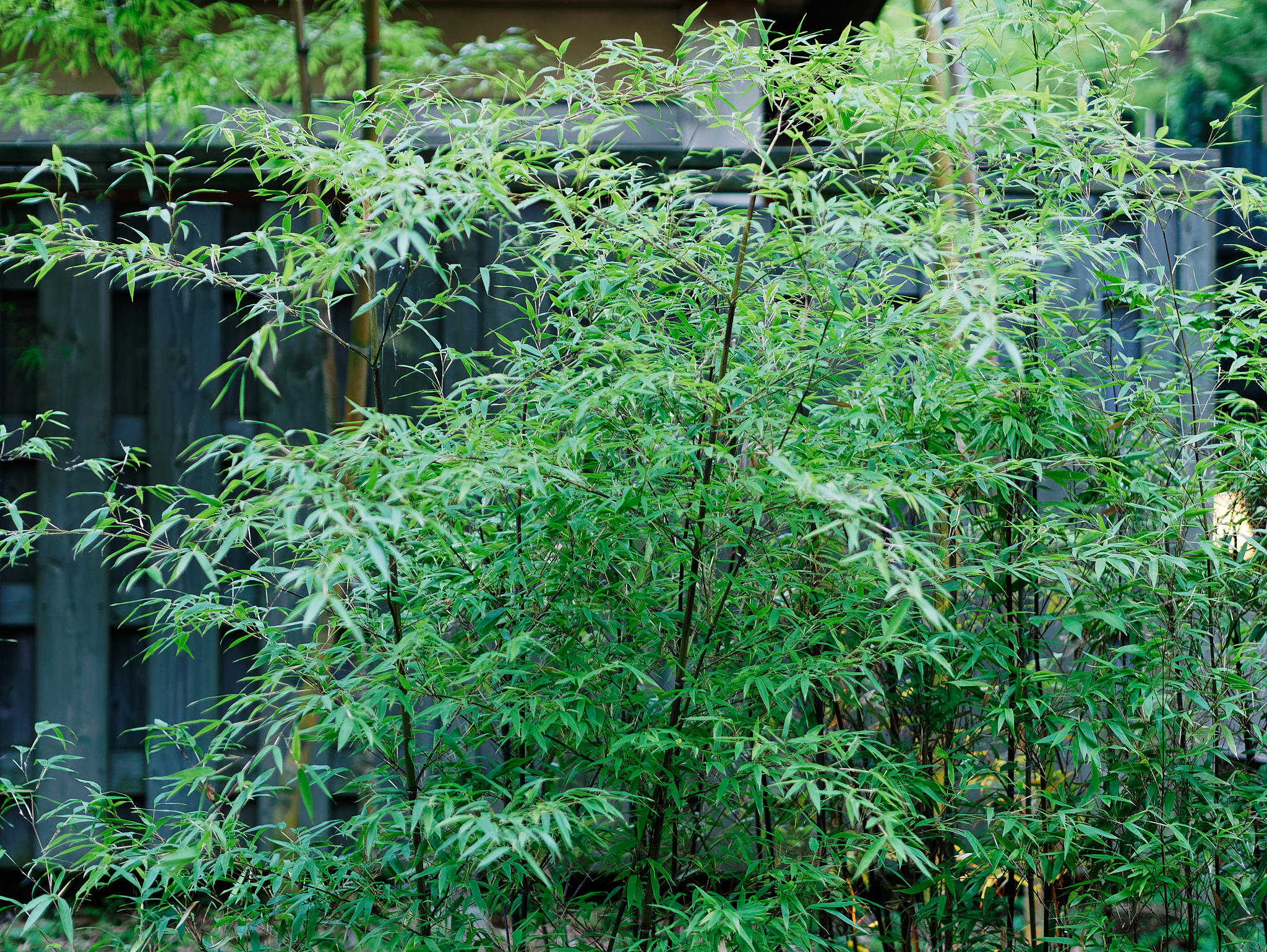 写一篇在公园拍摄具体某一个绿色植物的vlog文案脚本