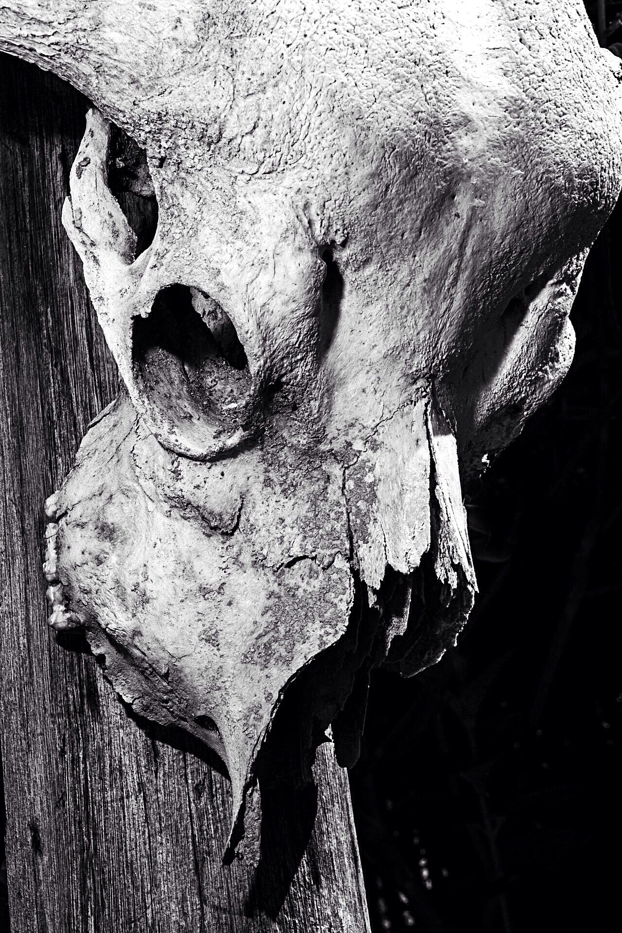 close-up of buffalo skull