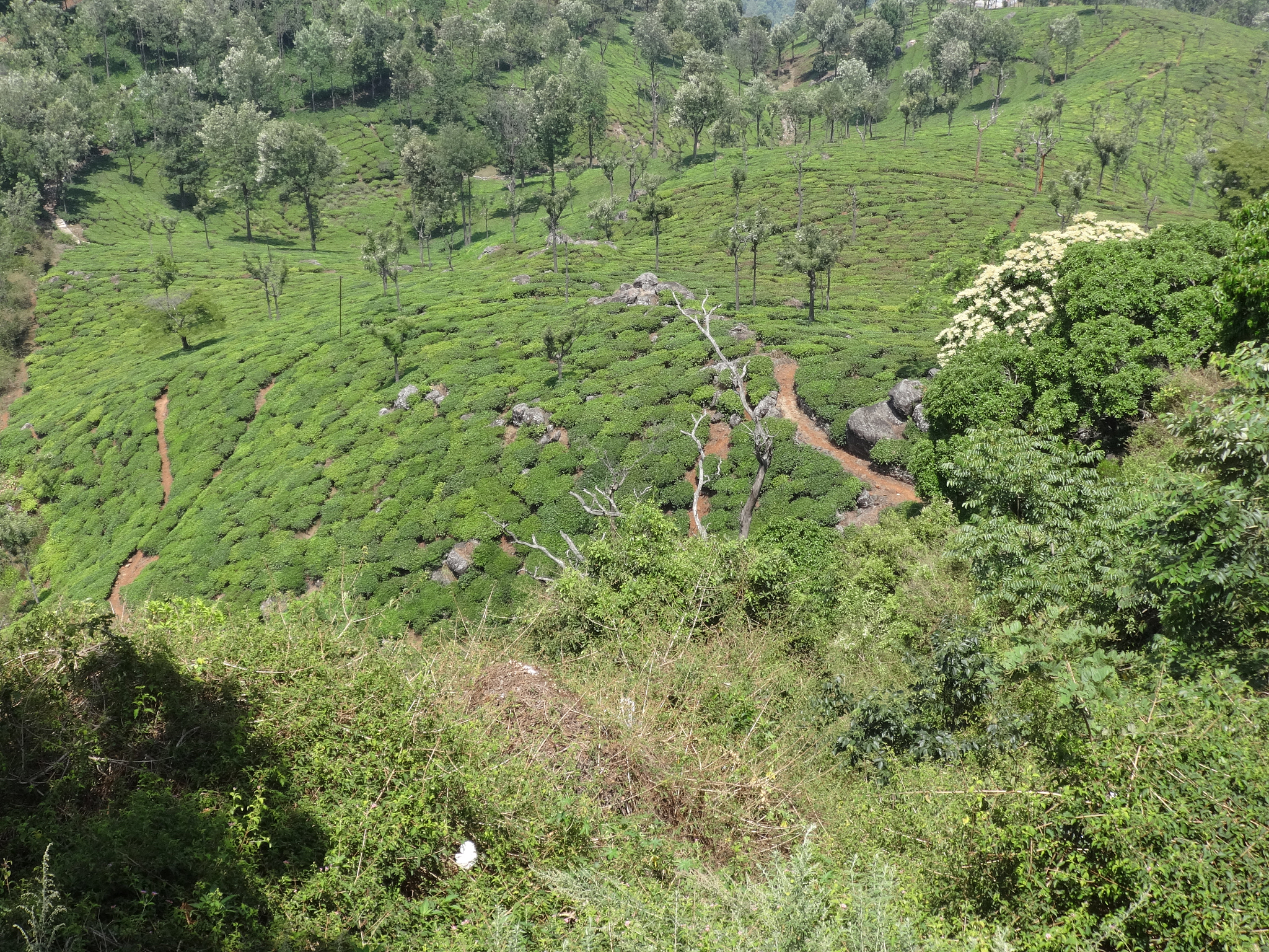 去神农架下谷坪调研野茶有什么合适的调研方法