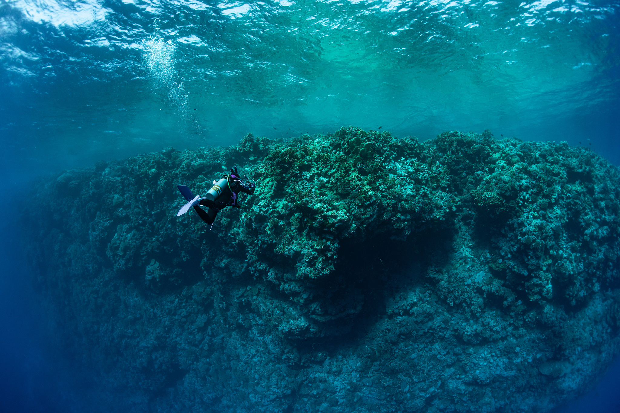 landscape of underwater coral reef and school of fish.