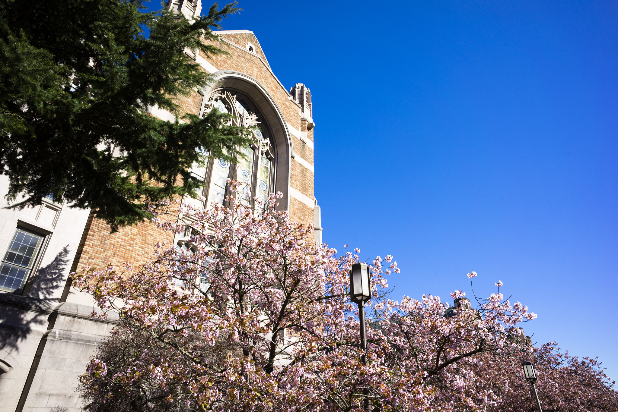 cherry blossom at uw