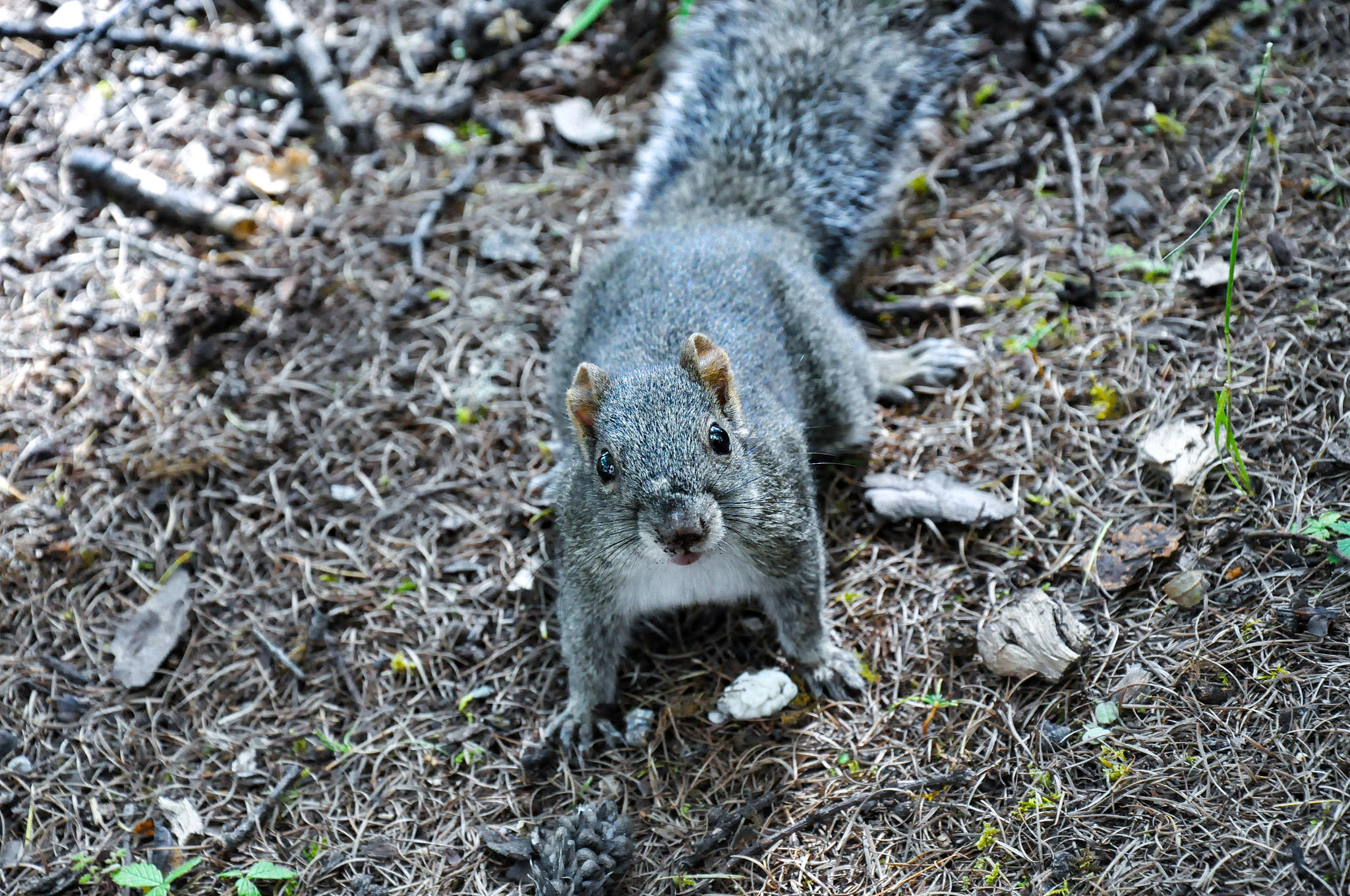 请使用欲扬先抑的手法写一种小动物