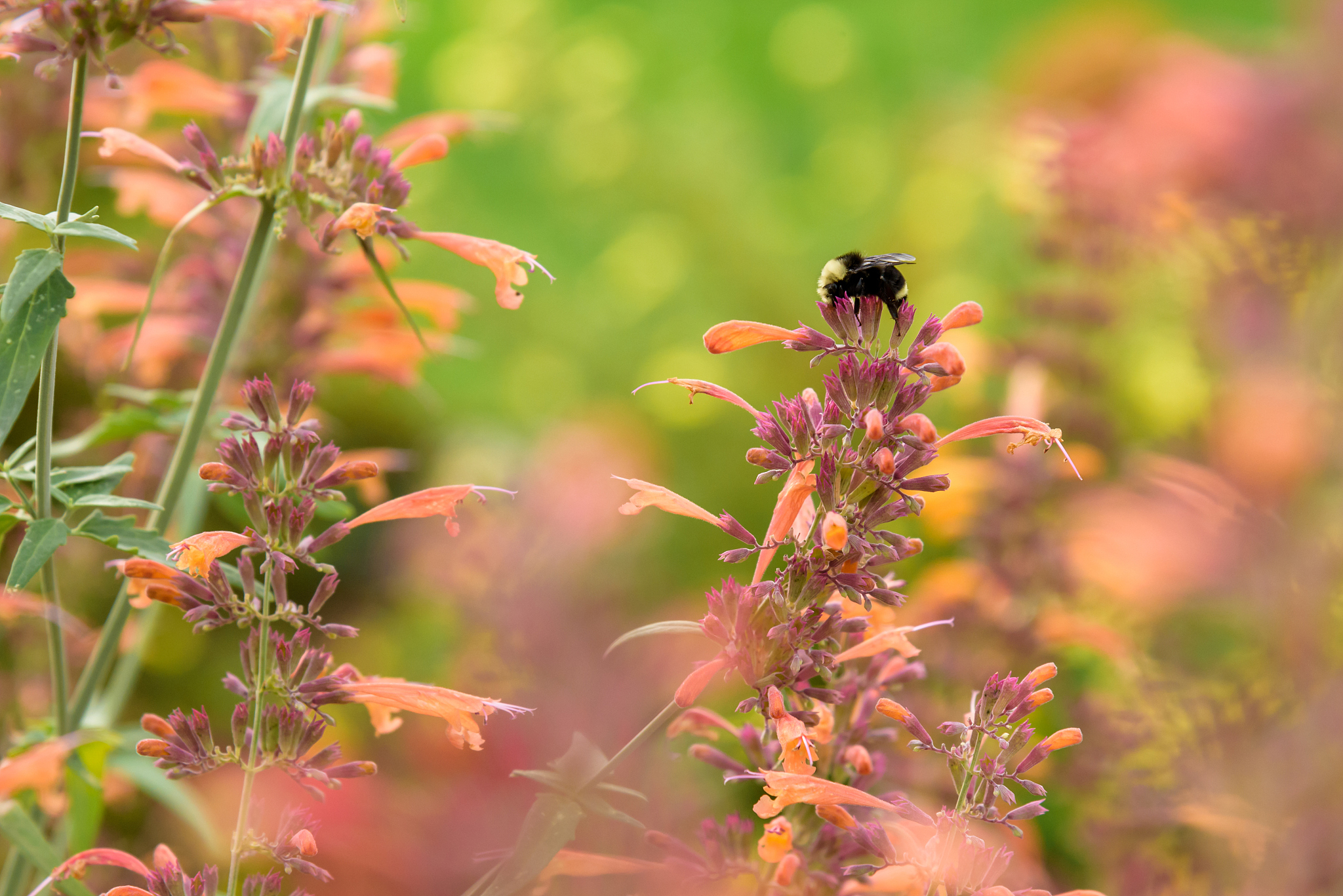 尼康d3是不是相位对焦