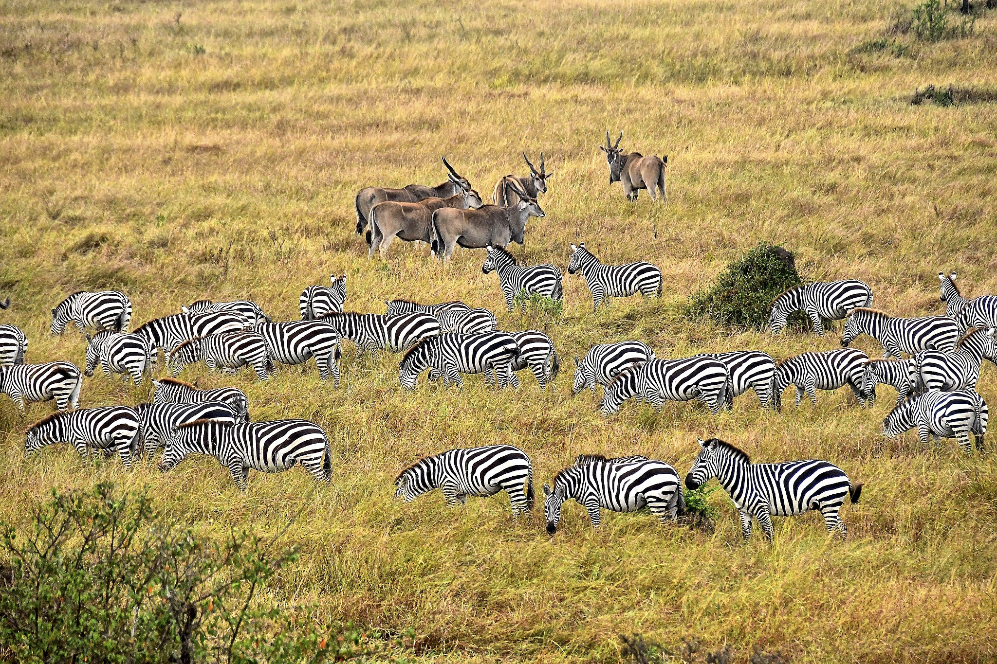 zebras and antelope on the savannah