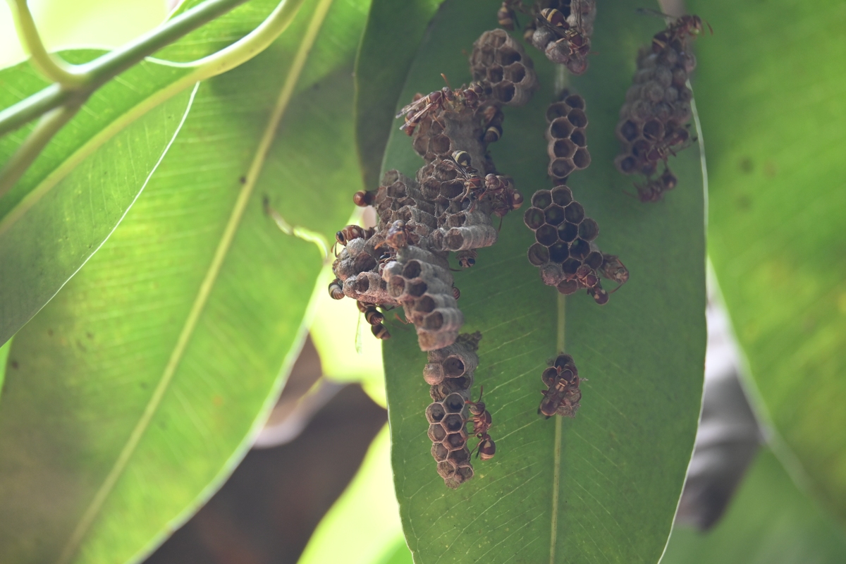 耐低湿松毛虫赤眼蜂：西北干旱地区苹果蠹蛾生物防治新选择