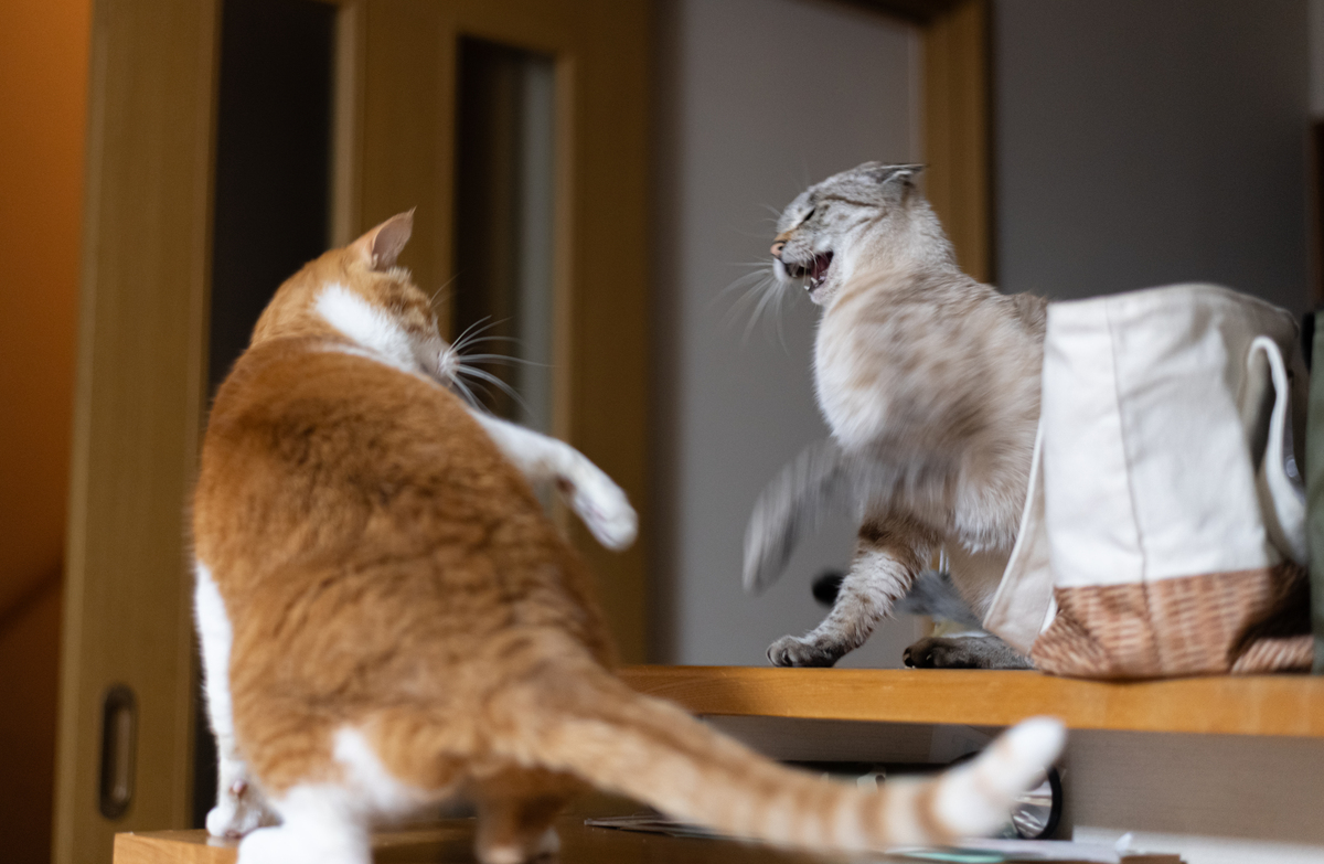 猫咪总想着出门？教你轻松应对！