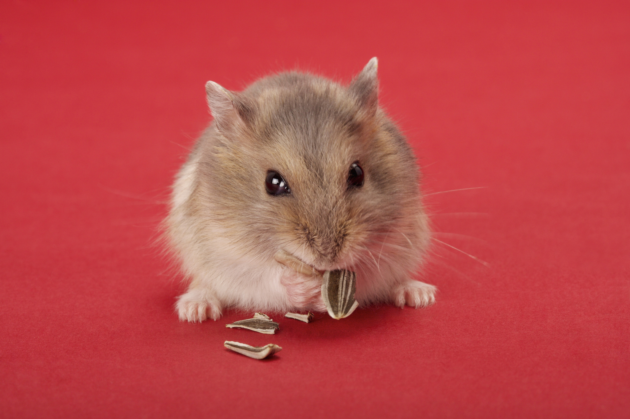 以我的鼠鼠我啊为题写一篇600字作文