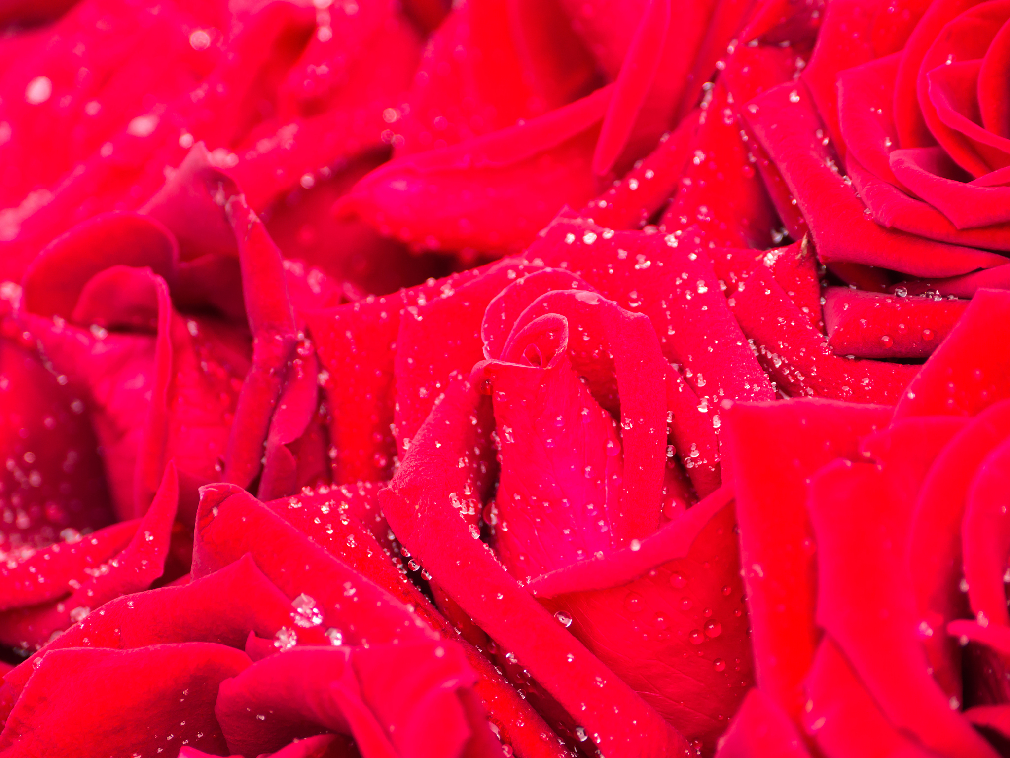 描写红色玫瑰花的诗句，尽显爱情的热烈与浪漫