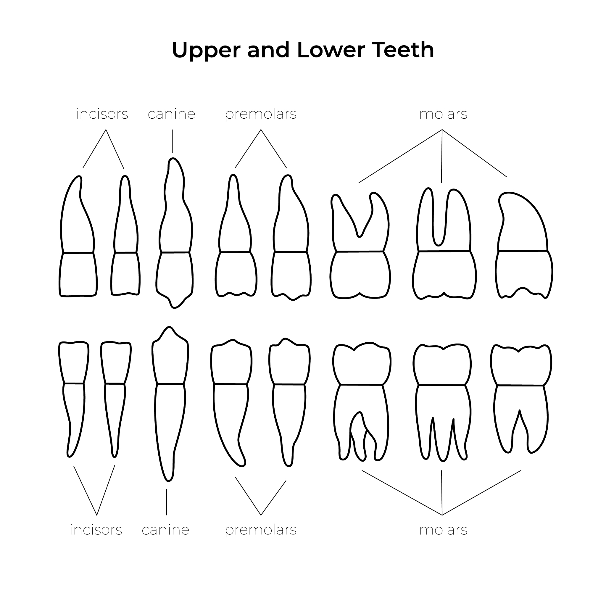 成都铁路卫生学校口腔修复专业都学习什么