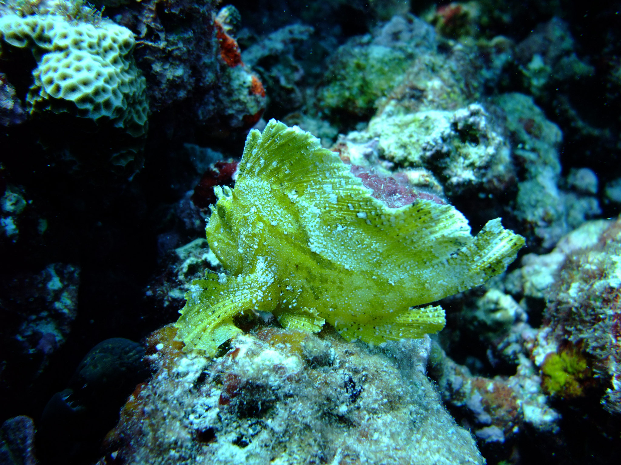 海洋奇观：叶羊、绿叶海阔鱼及其他神奇生物