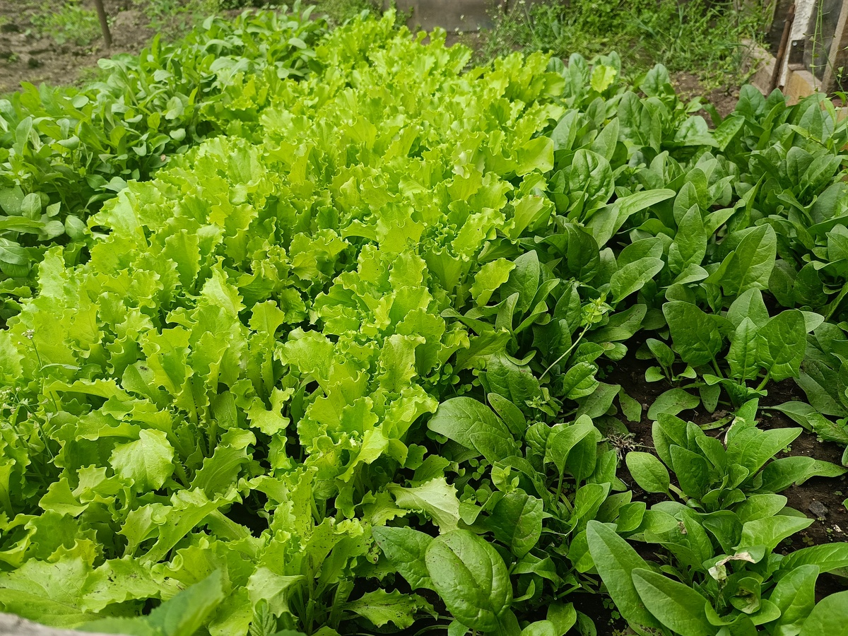河南菠菜生产情况