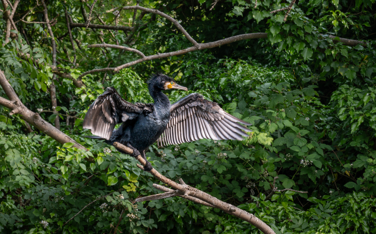 Stunning Avian Display: Witness a Dynamic Flock of Birds in Flight