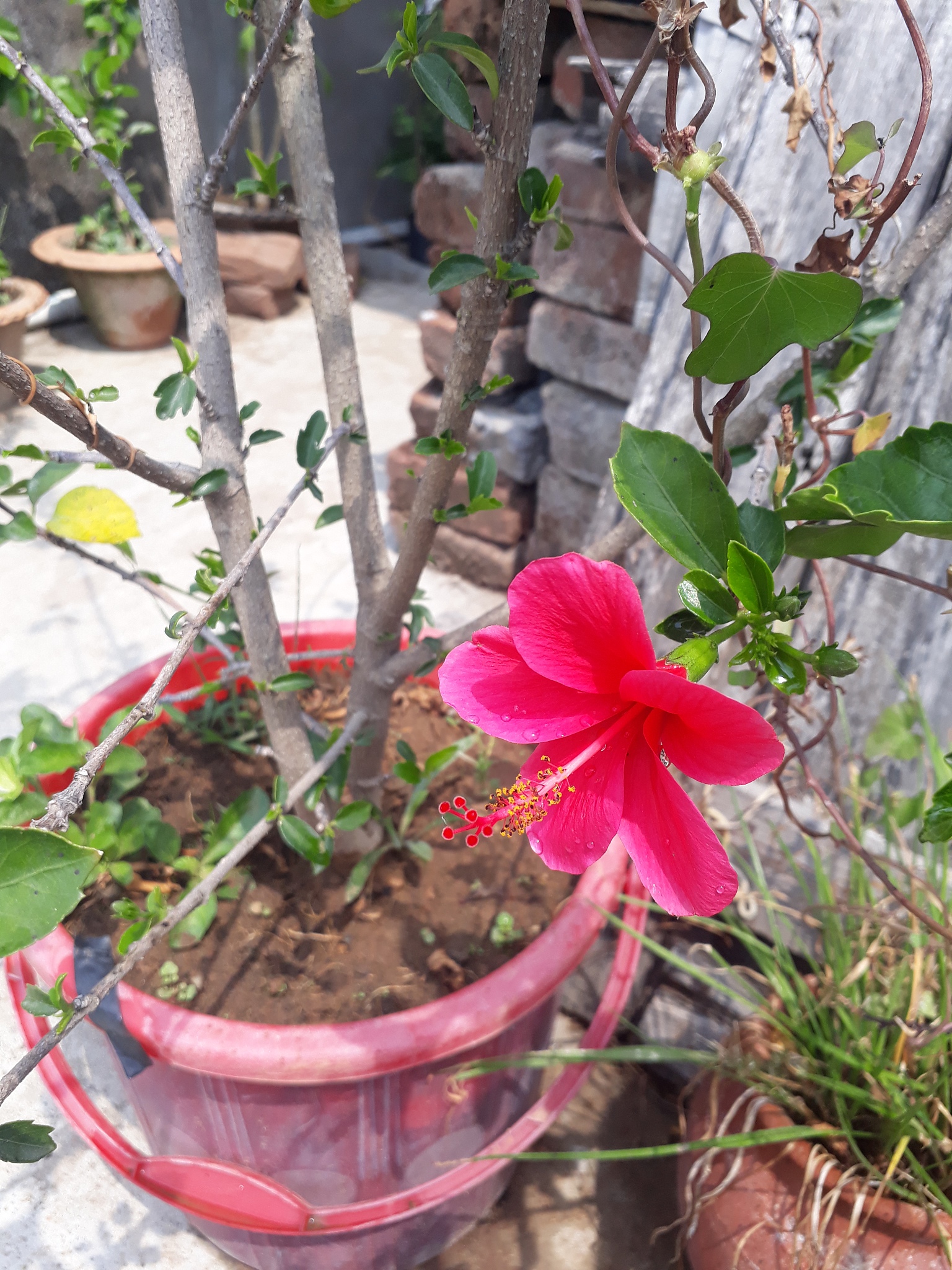木槿花好养吗？浇水频率及养护技巧