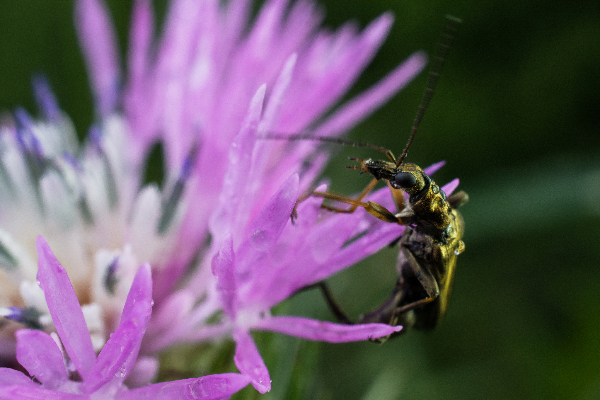 象鼻虫象鼻虫是一种生物属于节肢动物门、昆虫纲、鳞翅目、象鼻虫科。它们的名字来源于它们长长的嘴部形似象的鼻子。象鼻虫通常生活在花蜜中用长长的嘴吸取花蜜作为食物并发挥授粉的作用。许多象鼻虫都具有美丽的色彩和纹路成为许多昆虫收藏家的收藏对象。在一些地方象鼻虫被视为幸运的象征也常常被描绘在艺术作品中。继续
