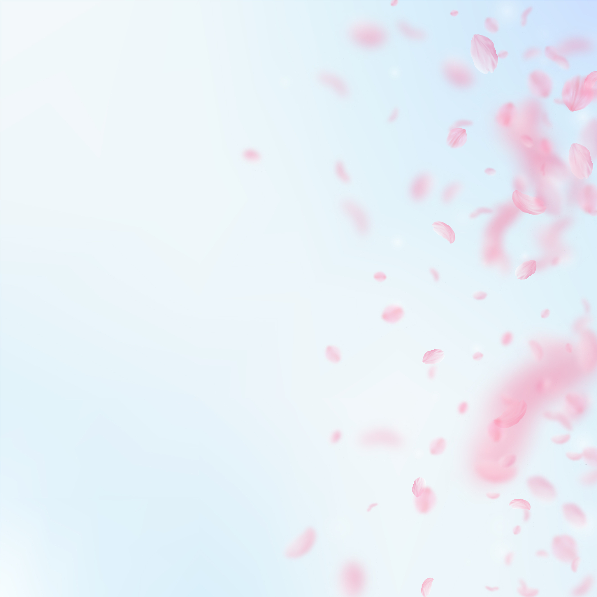 赏花感悟：花开花落，珍惜当下