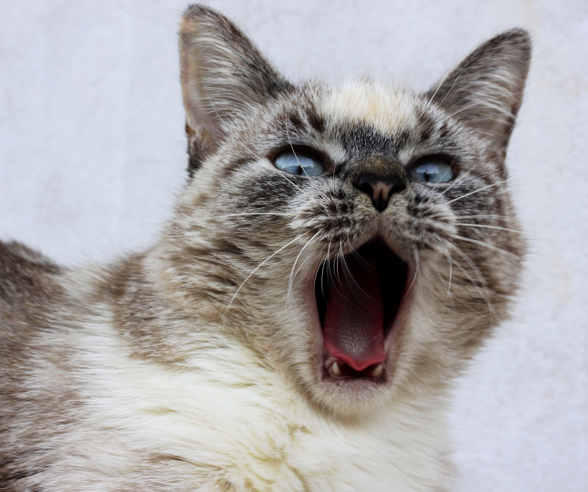 揭开猫咪张嘴的神秘面纱，你知道为什么吗？