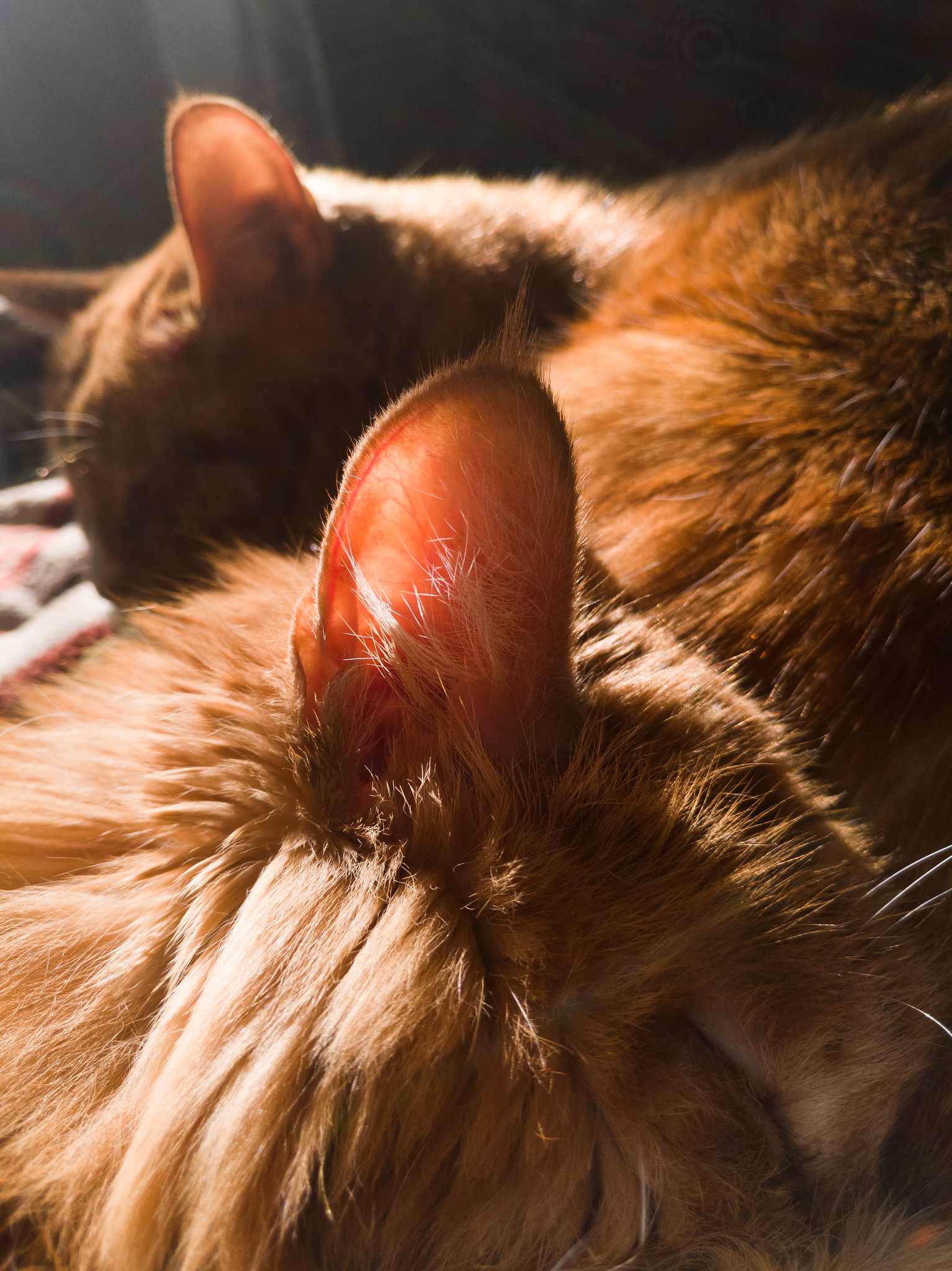 猫尼曼-皮克病预防措施：保护您的爱猫