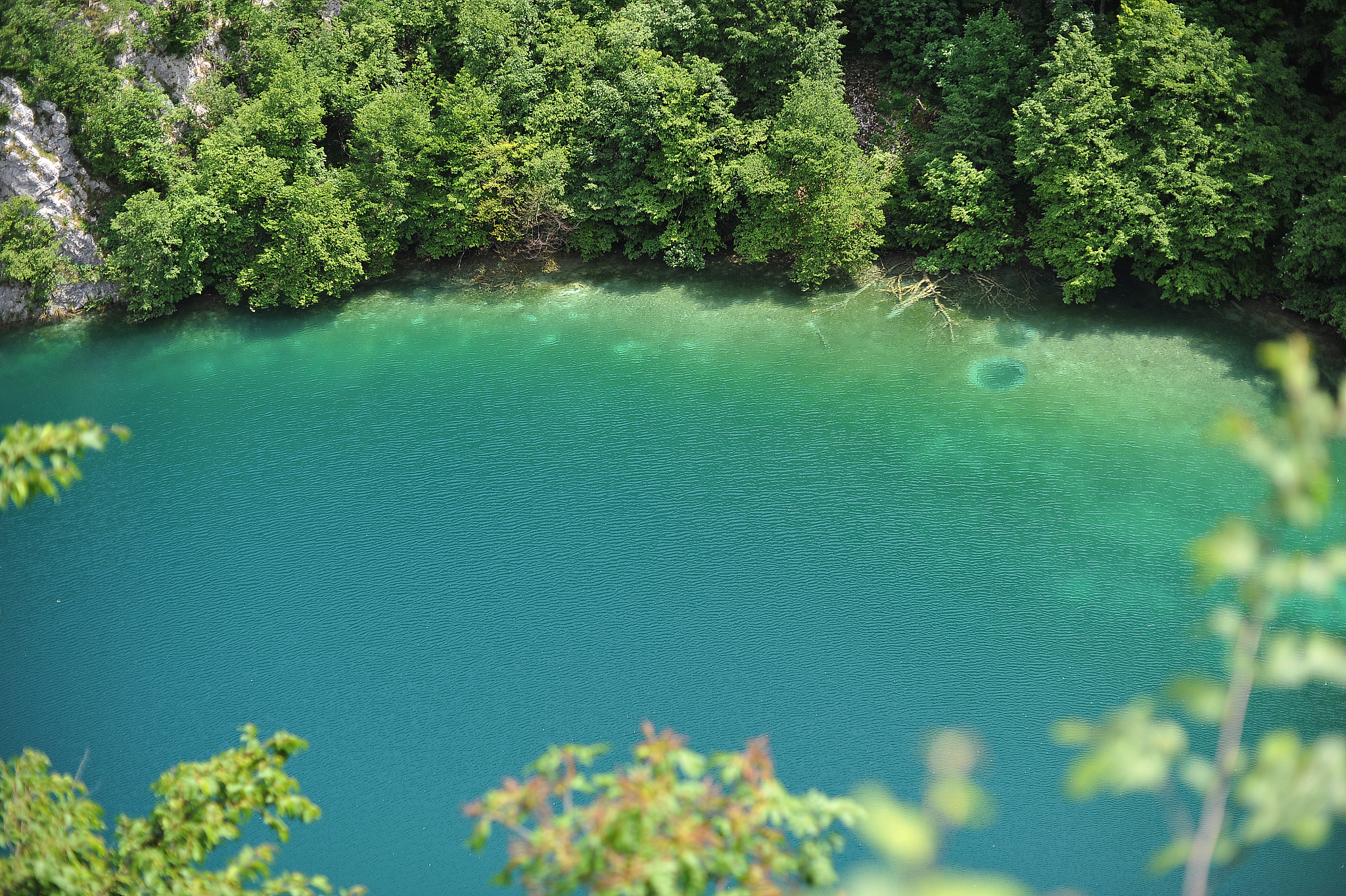 lake in forest
