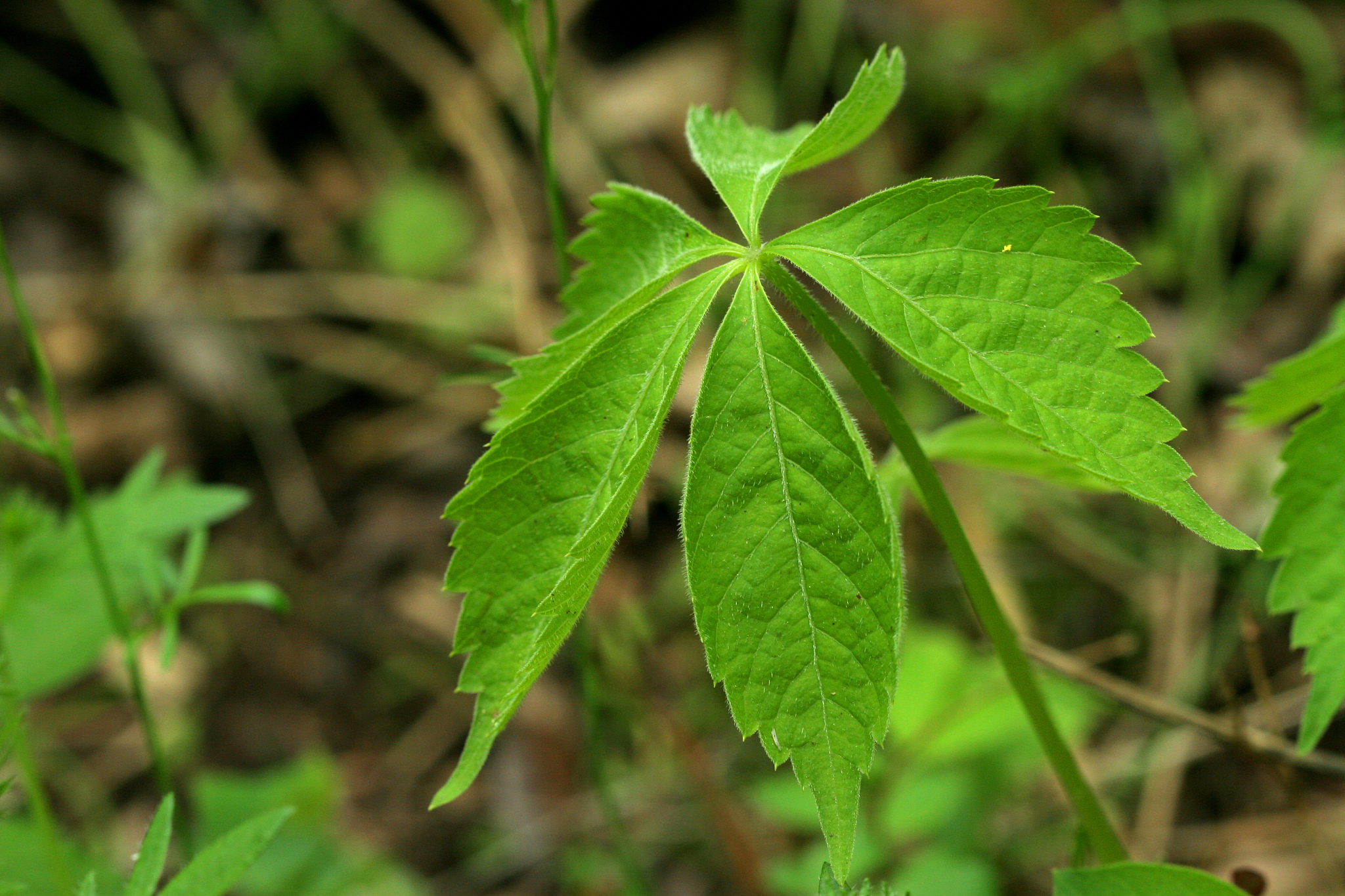 some plant