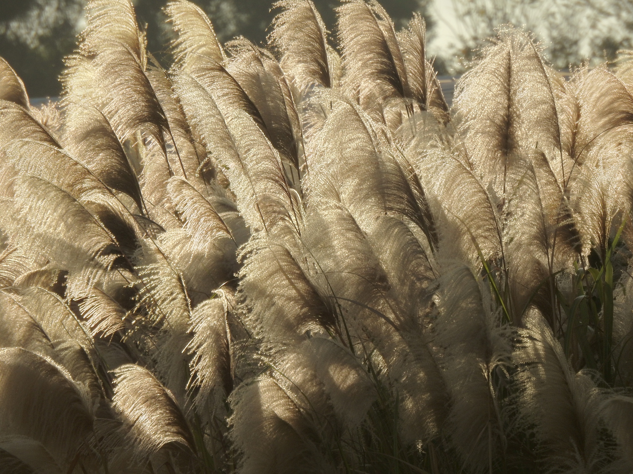 full frame shot of plants