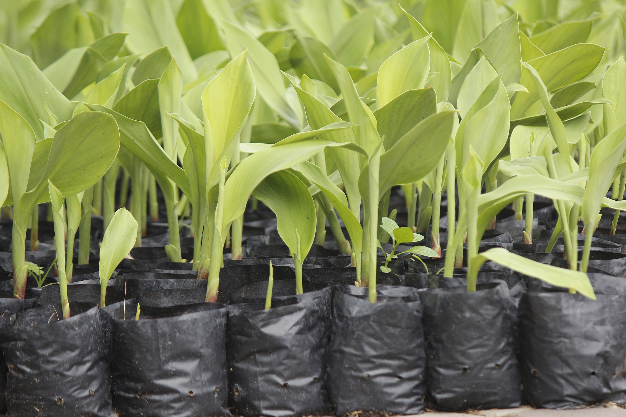 棉隆熏蒸后轮作葱对土壤微生物和平邑甜茶生长的影响