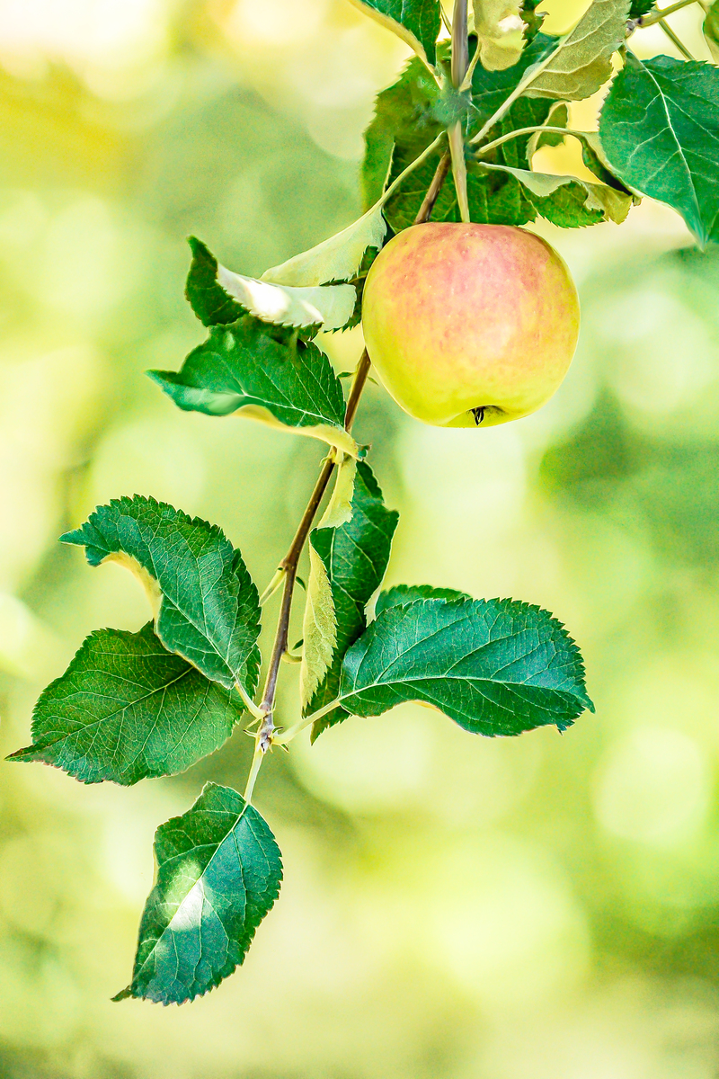 九月一日的早晨：像苹果一样脆生生、金灿灿的
