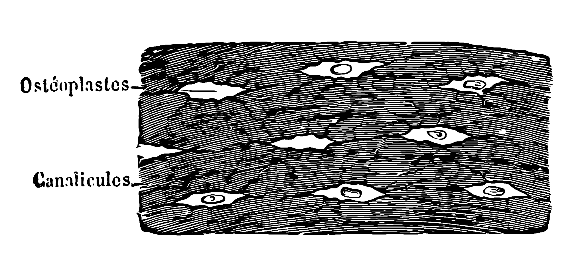 细胞骨架影响细胞壁
