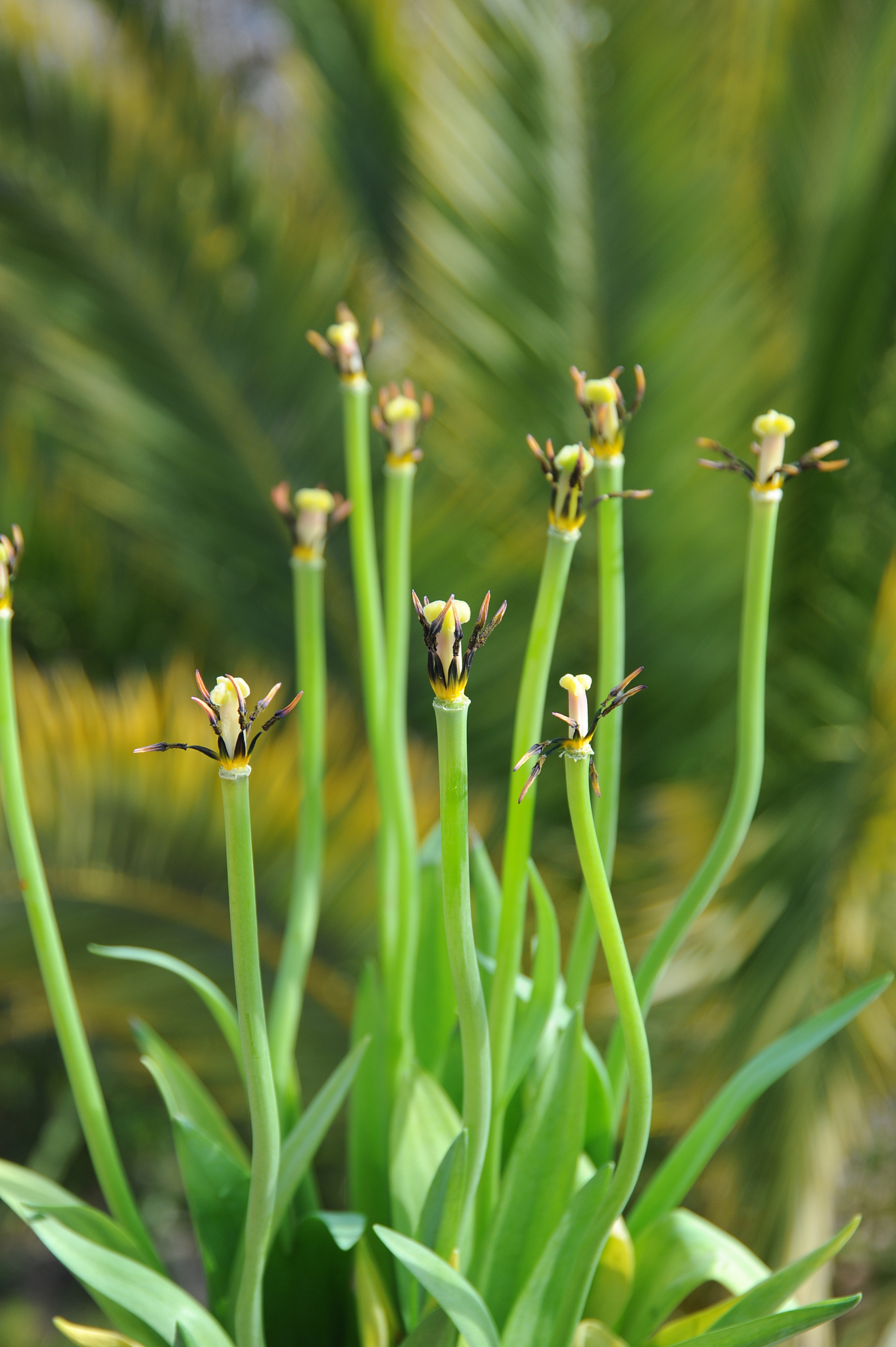 frühlingsblume in spanien - tulpe