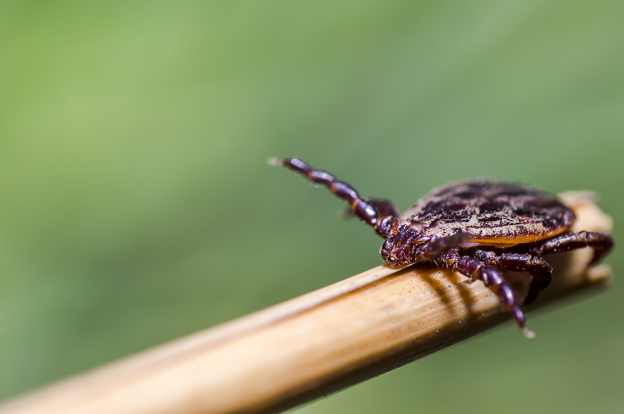 blood sucking ticks in high grass on the season meadow