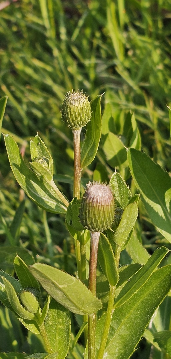 蛇包谷有什么功效