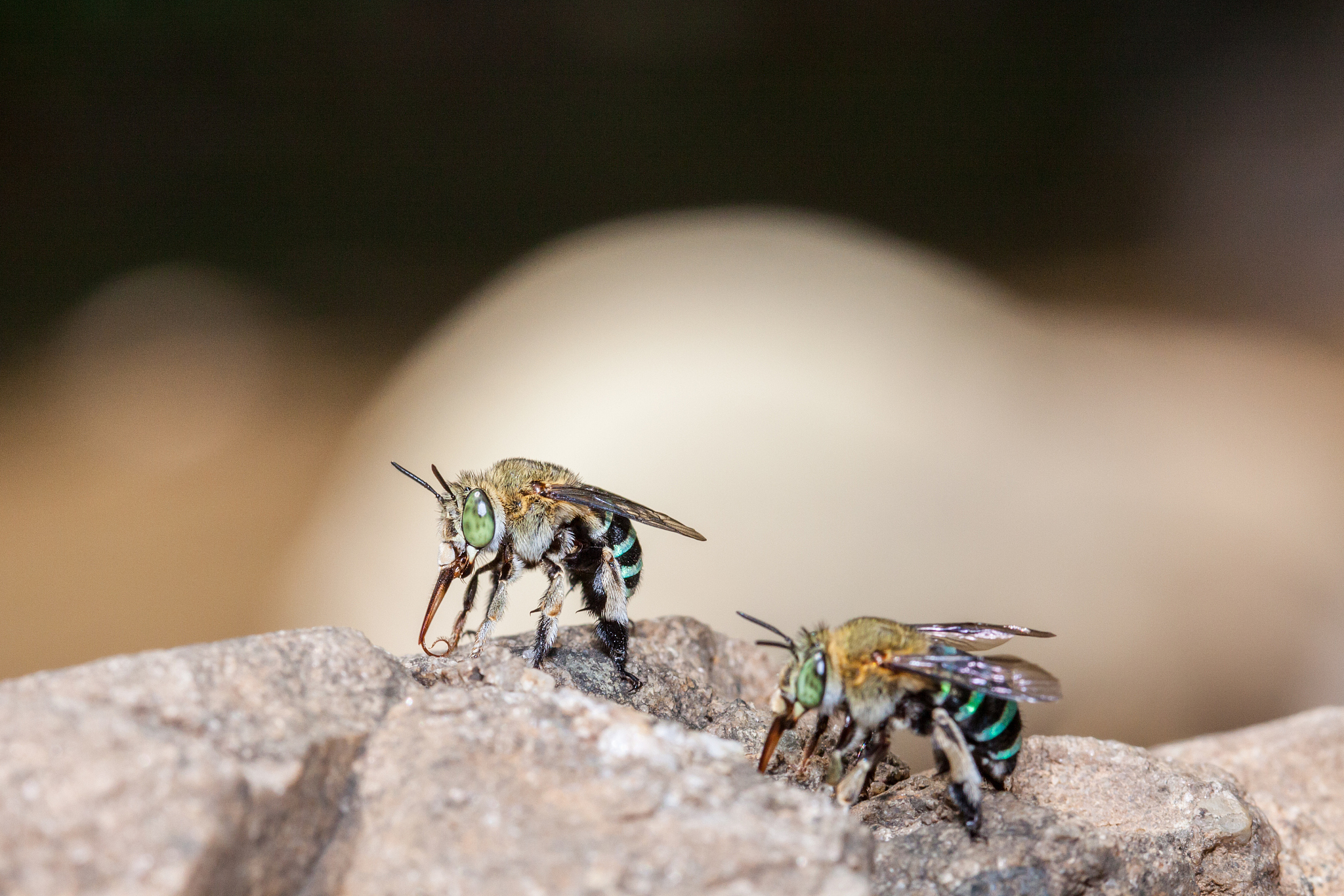bee