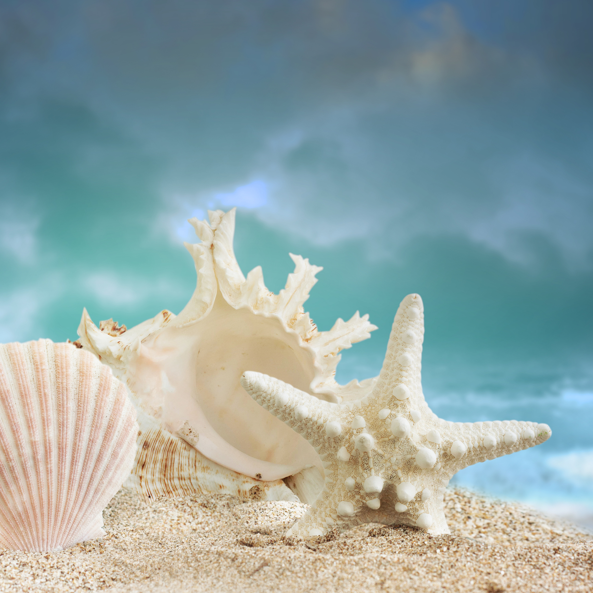 海洋中的爱情象征：从海星到贝壳