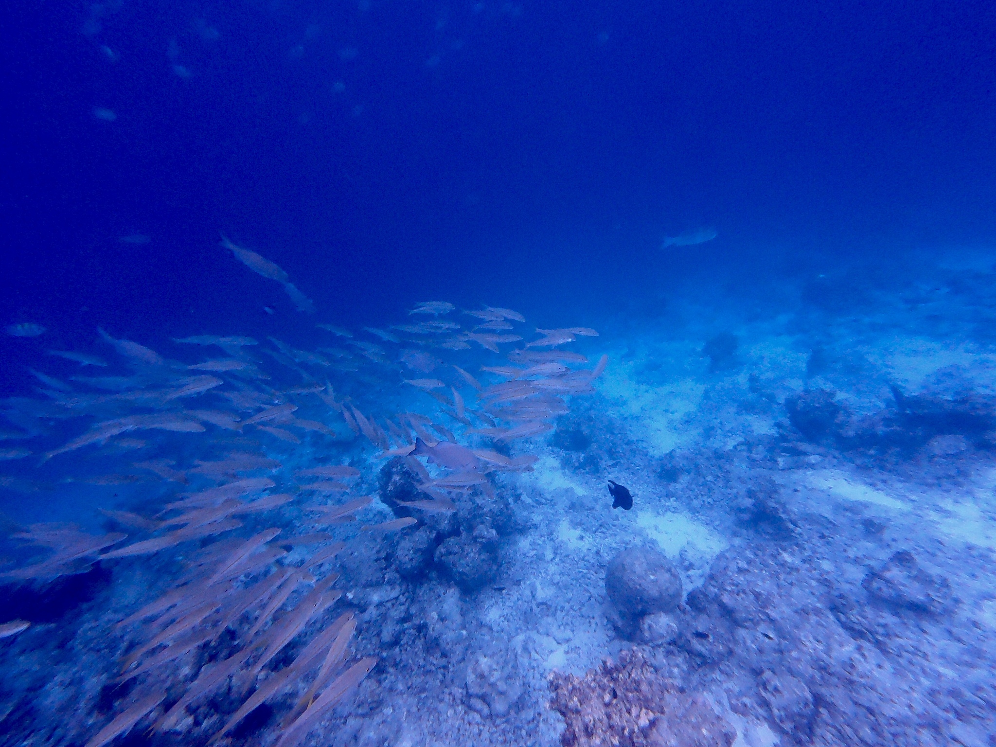 the house reef on bandos island, maldives