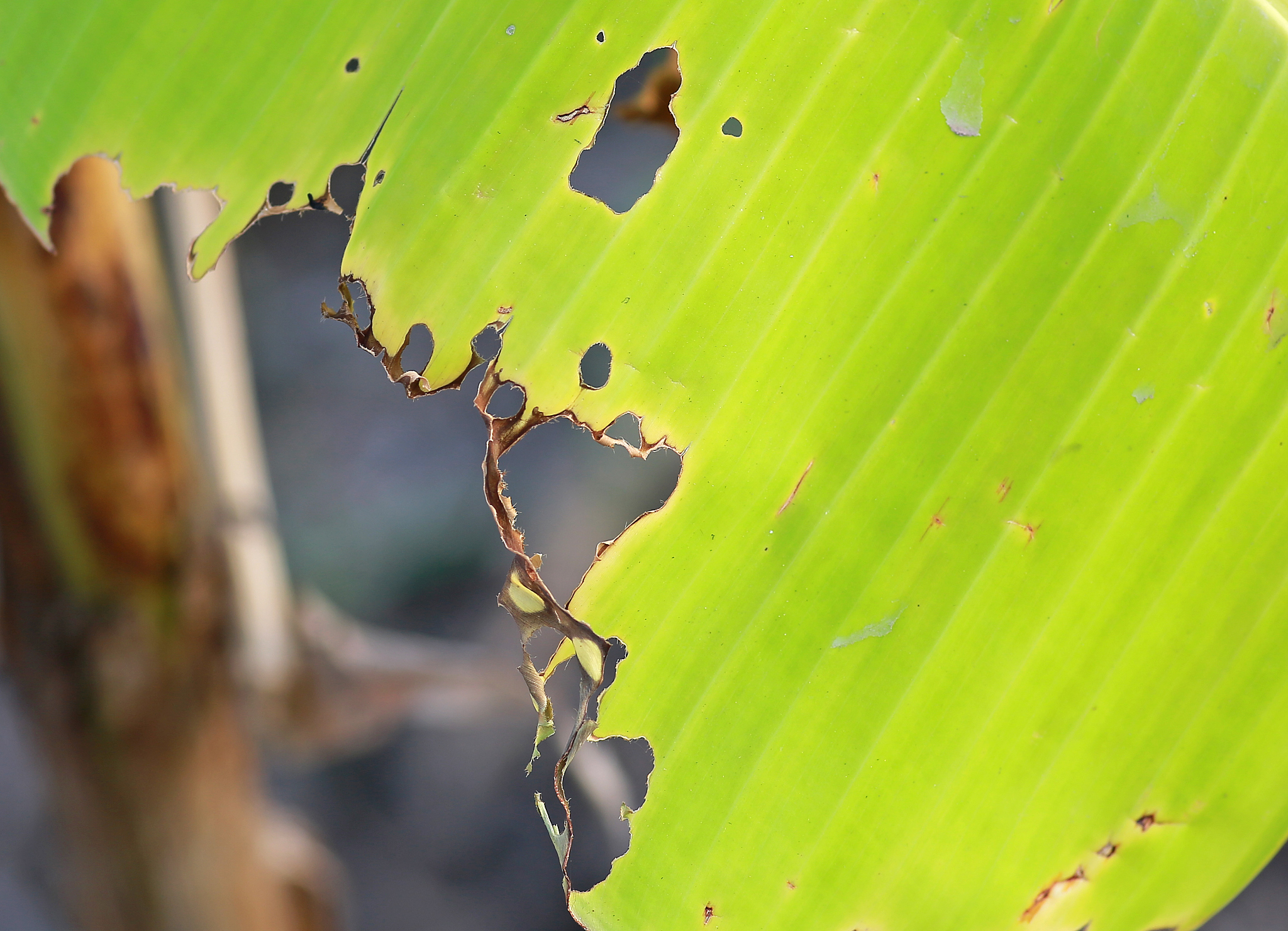 leaf with holes, eaten by pests.