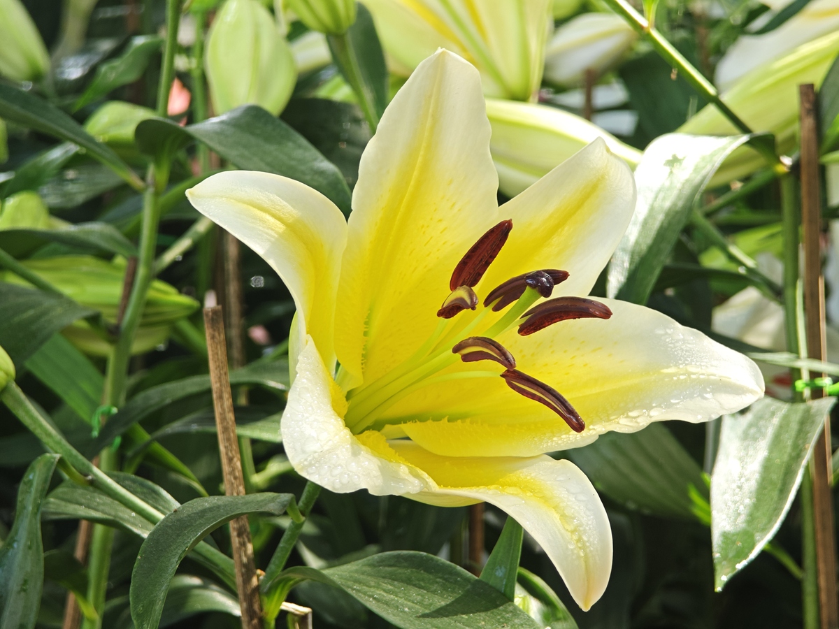 百合花一年开几次花？花期多长400字