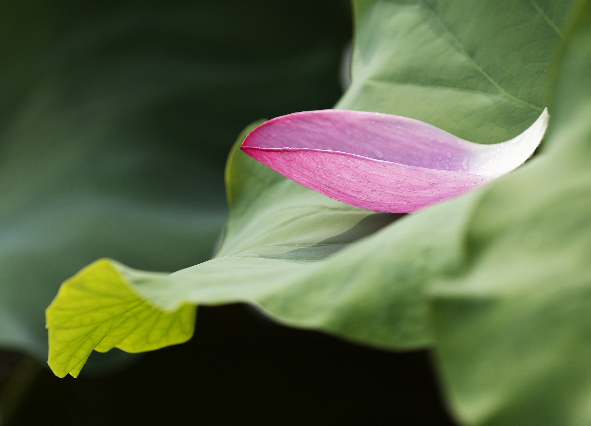 假发空气刘海 - 时尚发饰，改变发型，增加魅力