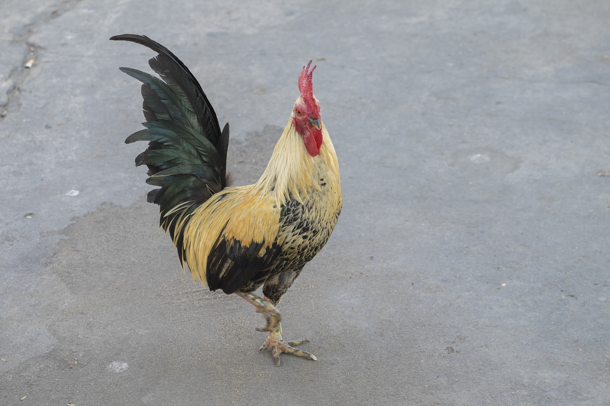 fighting cock,chicken,bantam