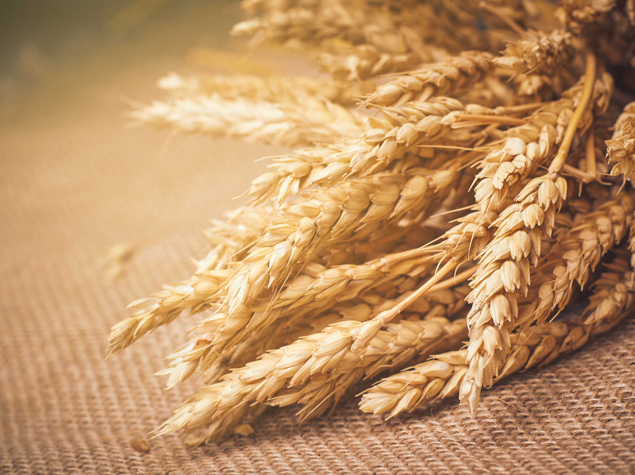 福建农林大学种子科学与工程专业怎么样