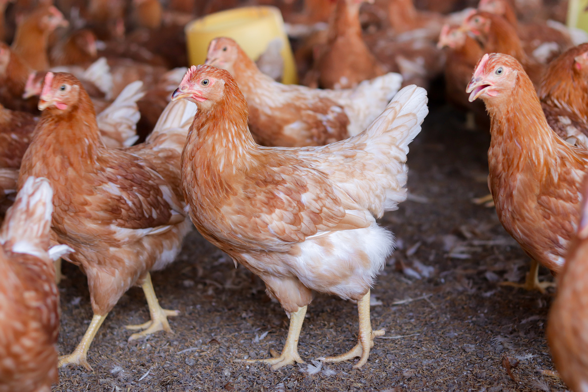 河源五指毛桃鸡的同类竞品有哪些