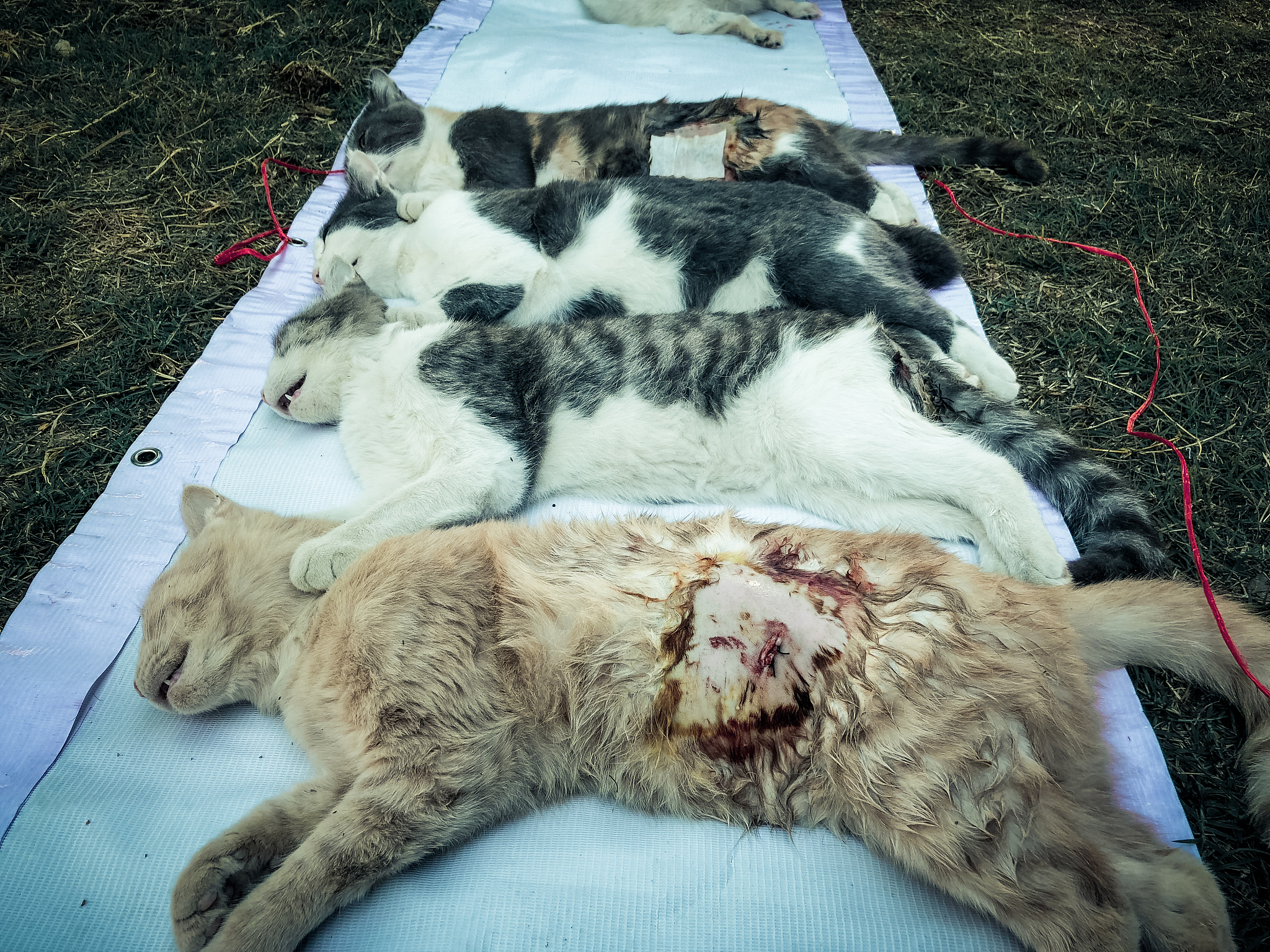 快速区分猫瘟病毒与犬细小病毒抗原变异体的MGB探针检测