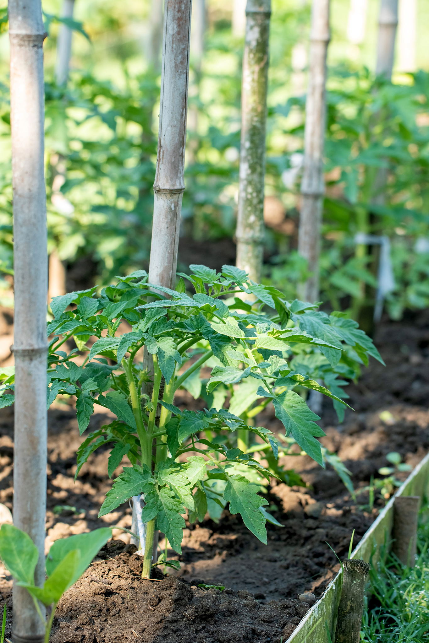 a row of tomato plants. tomato grow in the open ground